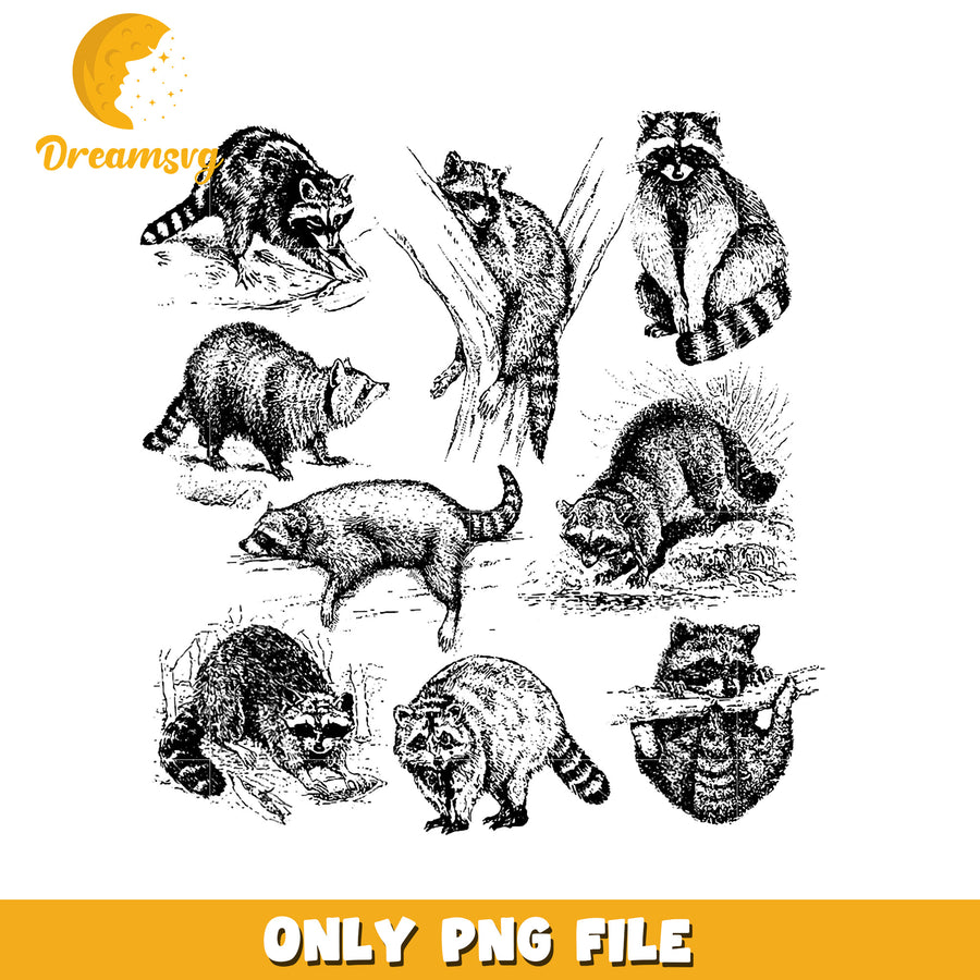 Hand Drawn Raccoon PNG Clipart Set