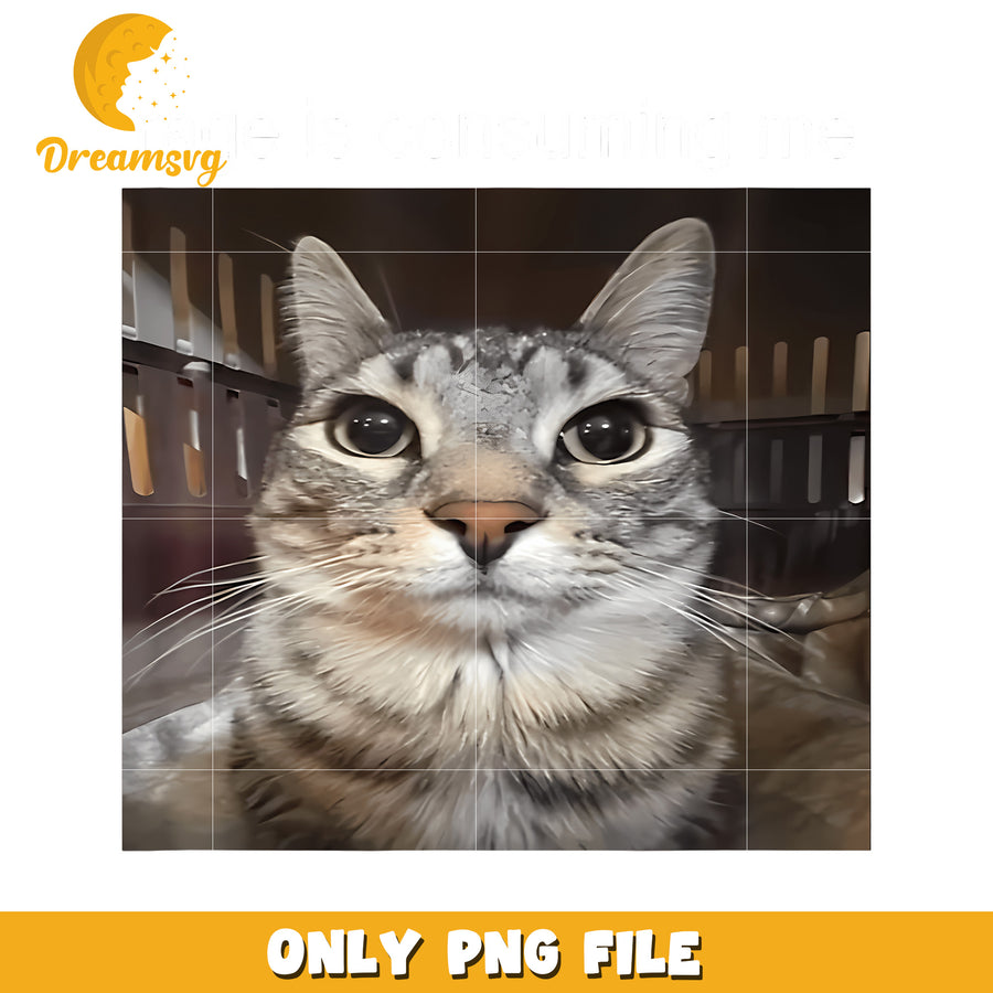 Rage Is Consuming Me Silly Staring Cat Meme png, funny jokes​ png, funny memes png