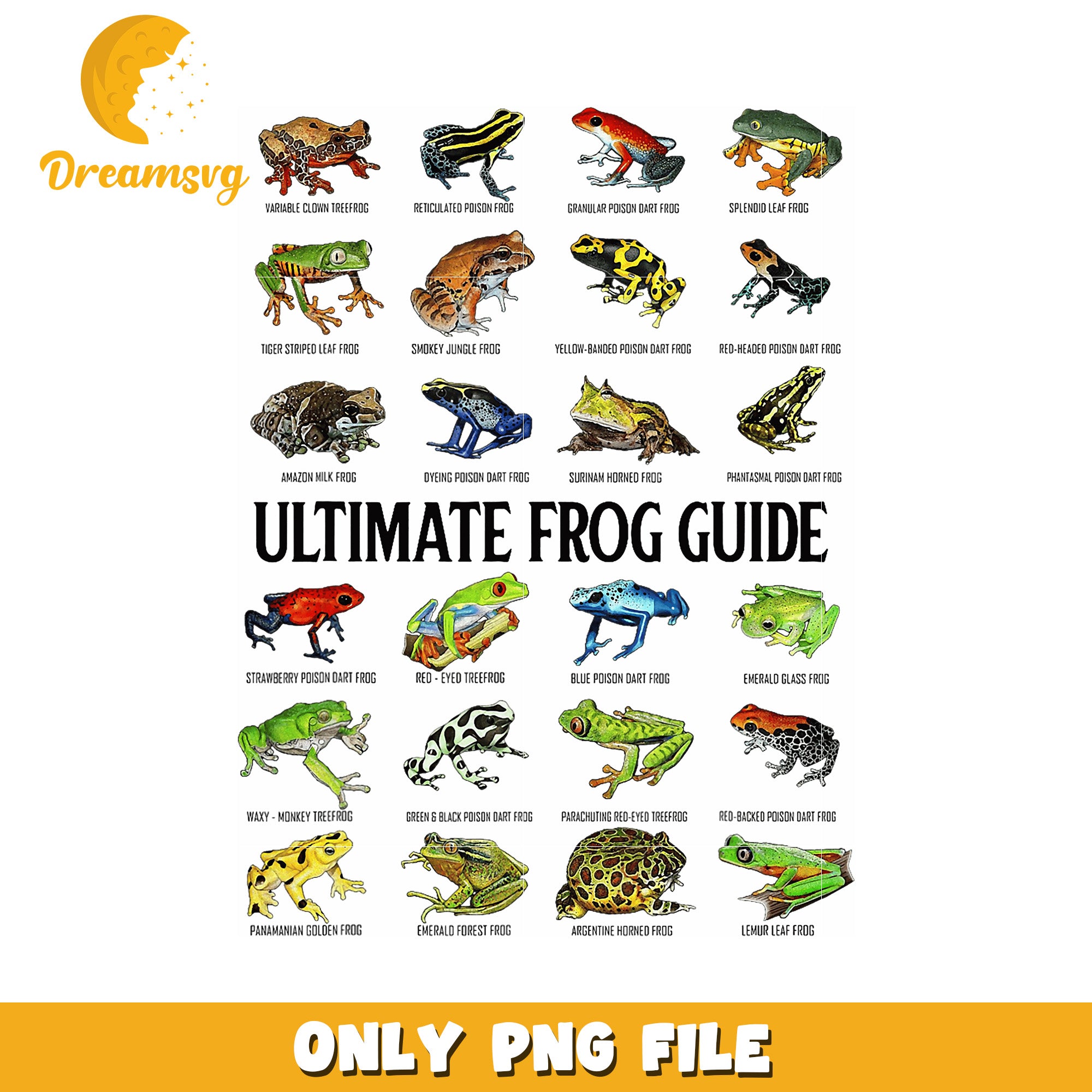 Ultimate Frog Guide 20 PNG Frog Illustrations