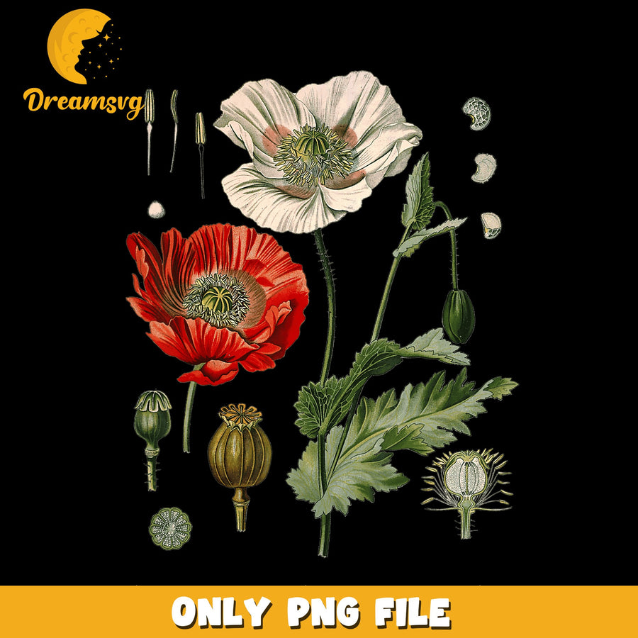 Vintage Botanical Poppy Flower Clipart PNG, Red White Poppy, Floral